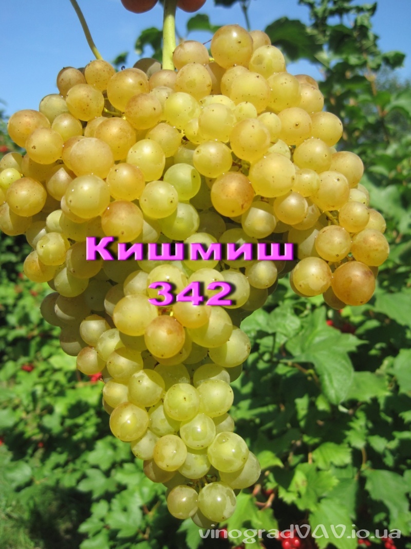 Кишмиш №342